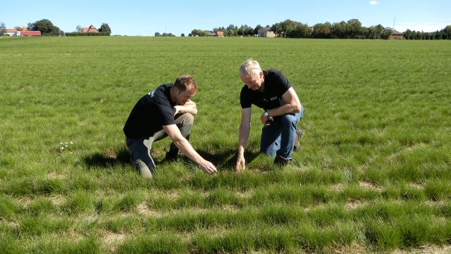 Frøavlskonsulent og landmand tjekker græsafgrøde i mark